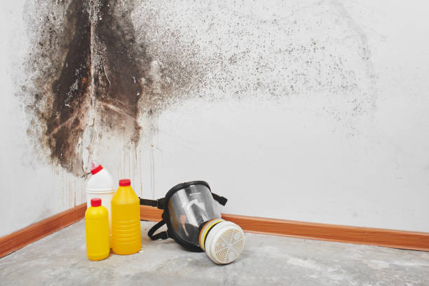Best Local Mold Removal Service  in Wenonah, NJ