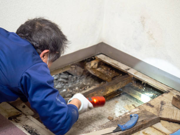 Best Mold Inspection  in Wenonah, NJ