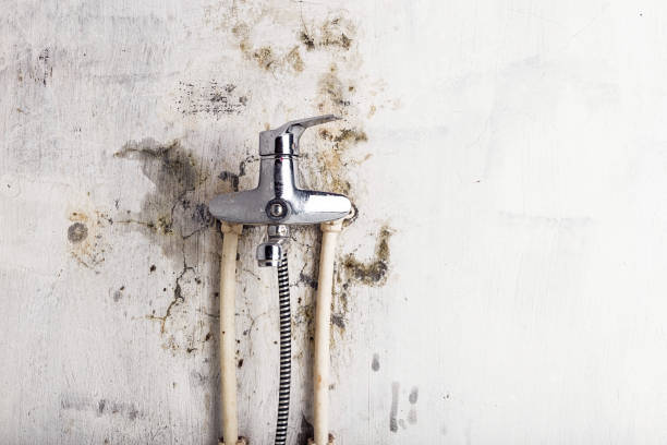 Best Mold Damage Repair  in Wenonah, NJ