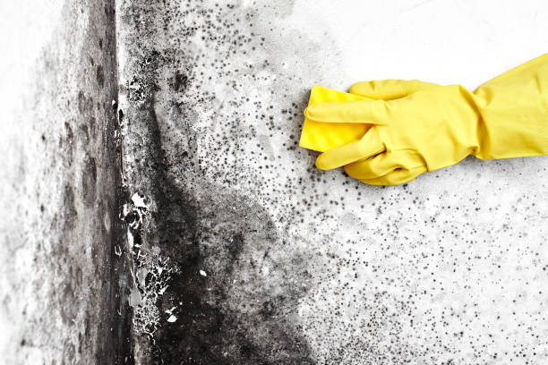 Best Office Mold Removal Services  in Wenonah, NJ