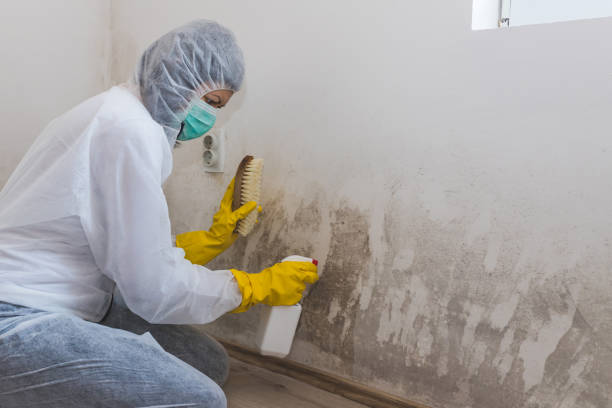 Mold Testing and Removal in Wenonah, NJ