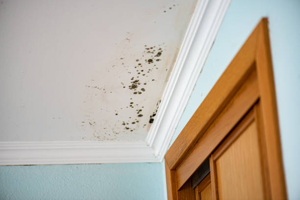 Professional Mold Removal in Wenonah, NJ