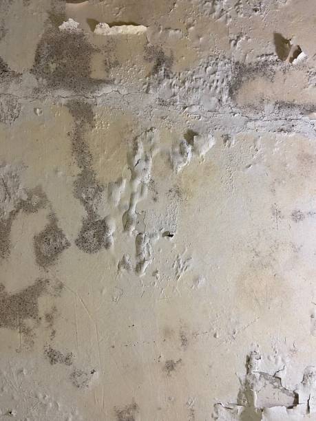 Best Mold Cleaning Services  in Wenonah, NJ
