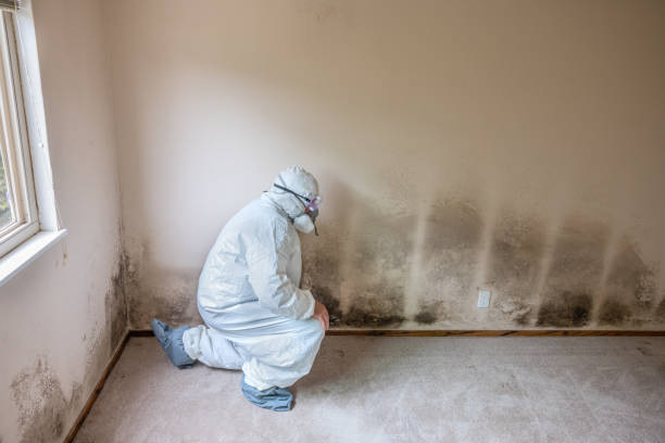 Best Commercial Mold Removal  in Wenonah, NJ
