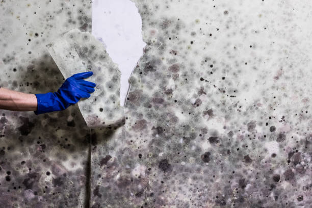 Best Residential Mold Removal  in Wenonah, NJ